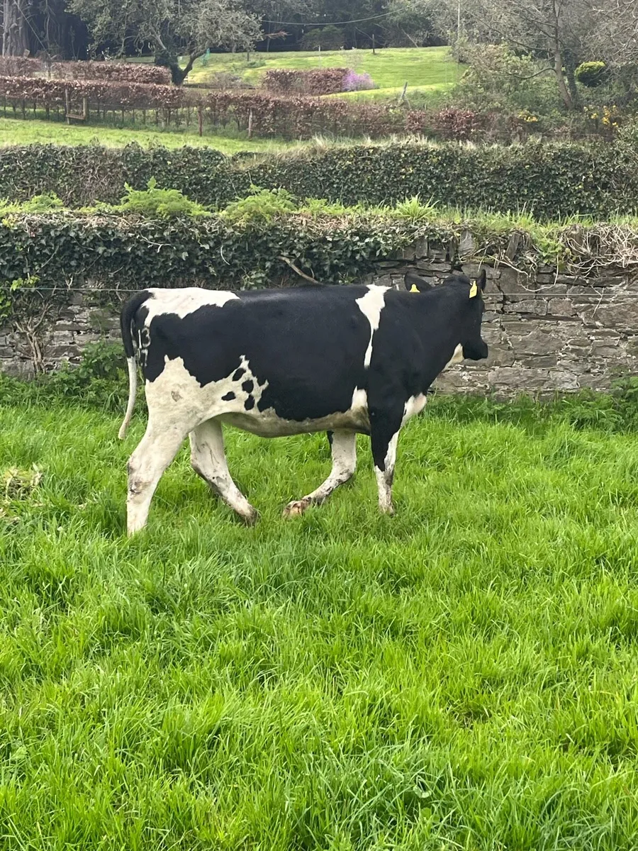 Bulling Heifers - Image 1