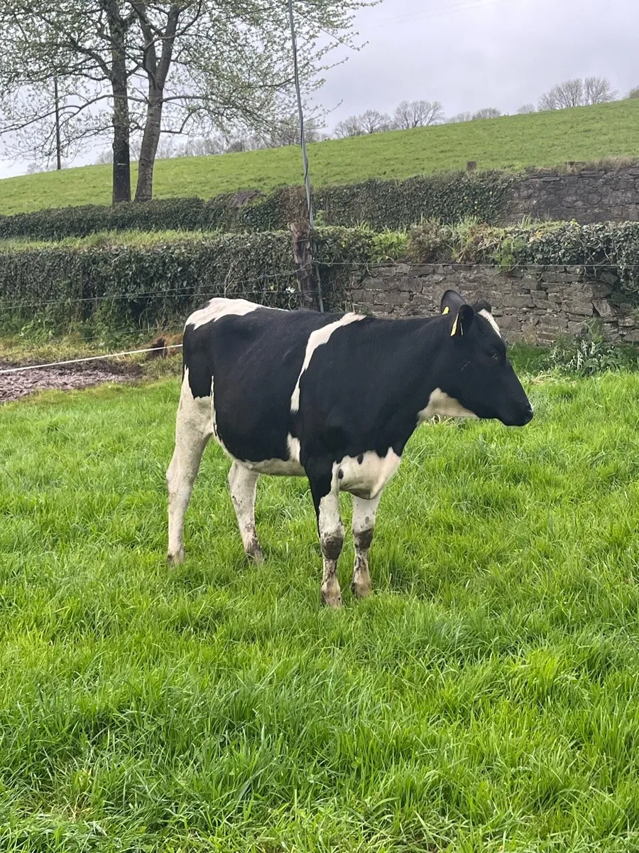 Bulling Heifers - Image 4