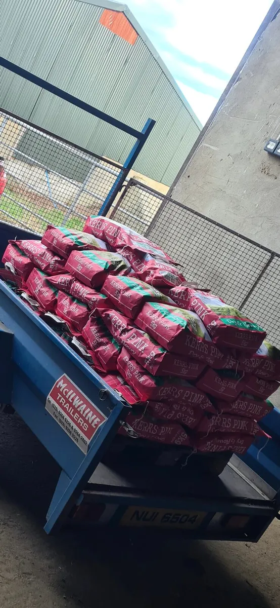 Kerrs Pinks for Sale - Image 3