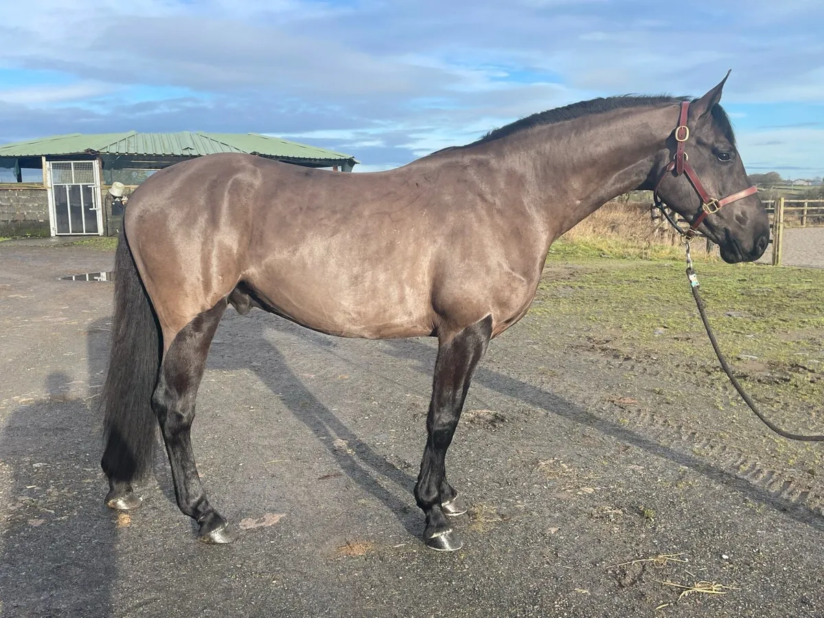 5yo Showjumping Gelding - Image 1