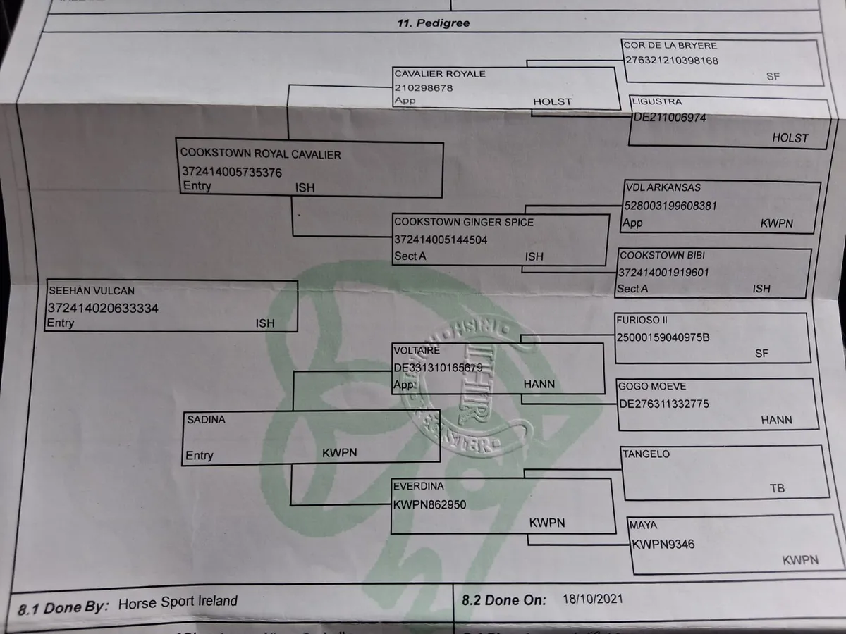 5yo Showjumping Gelding - Image 2