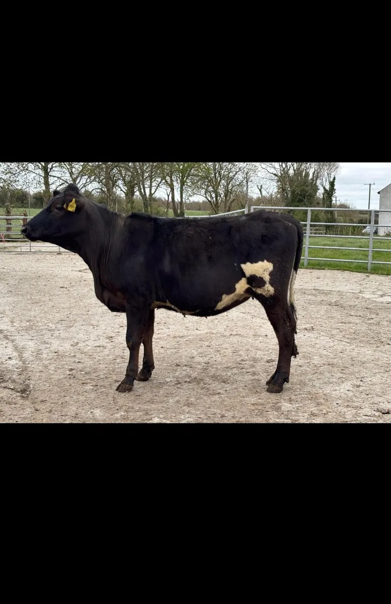 15 crossbred bulling heifers - Image 1