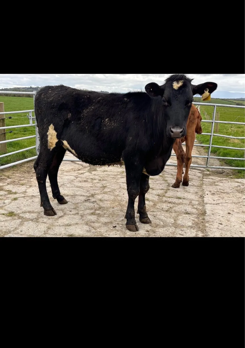 15 crossbred bulling heifers - Image 2