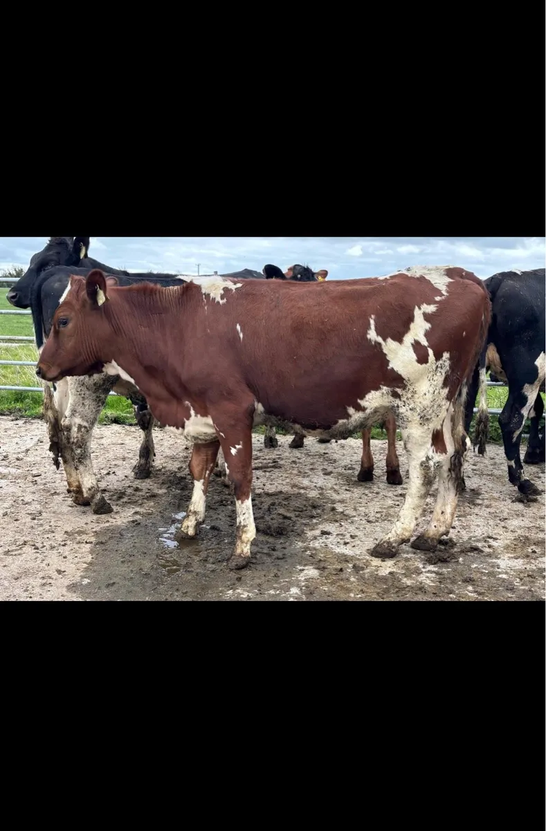15 crossbred bulling heifers - Image 3