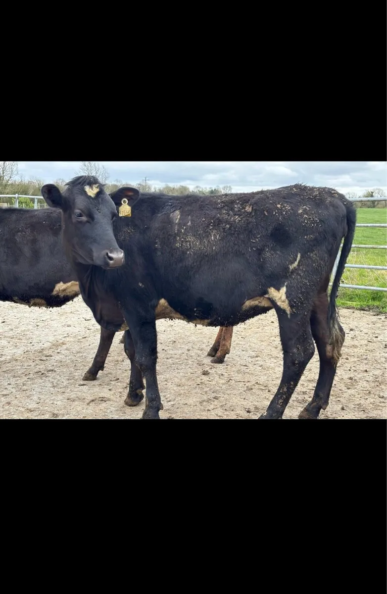 15 crossbred bulling heifers - Image 4