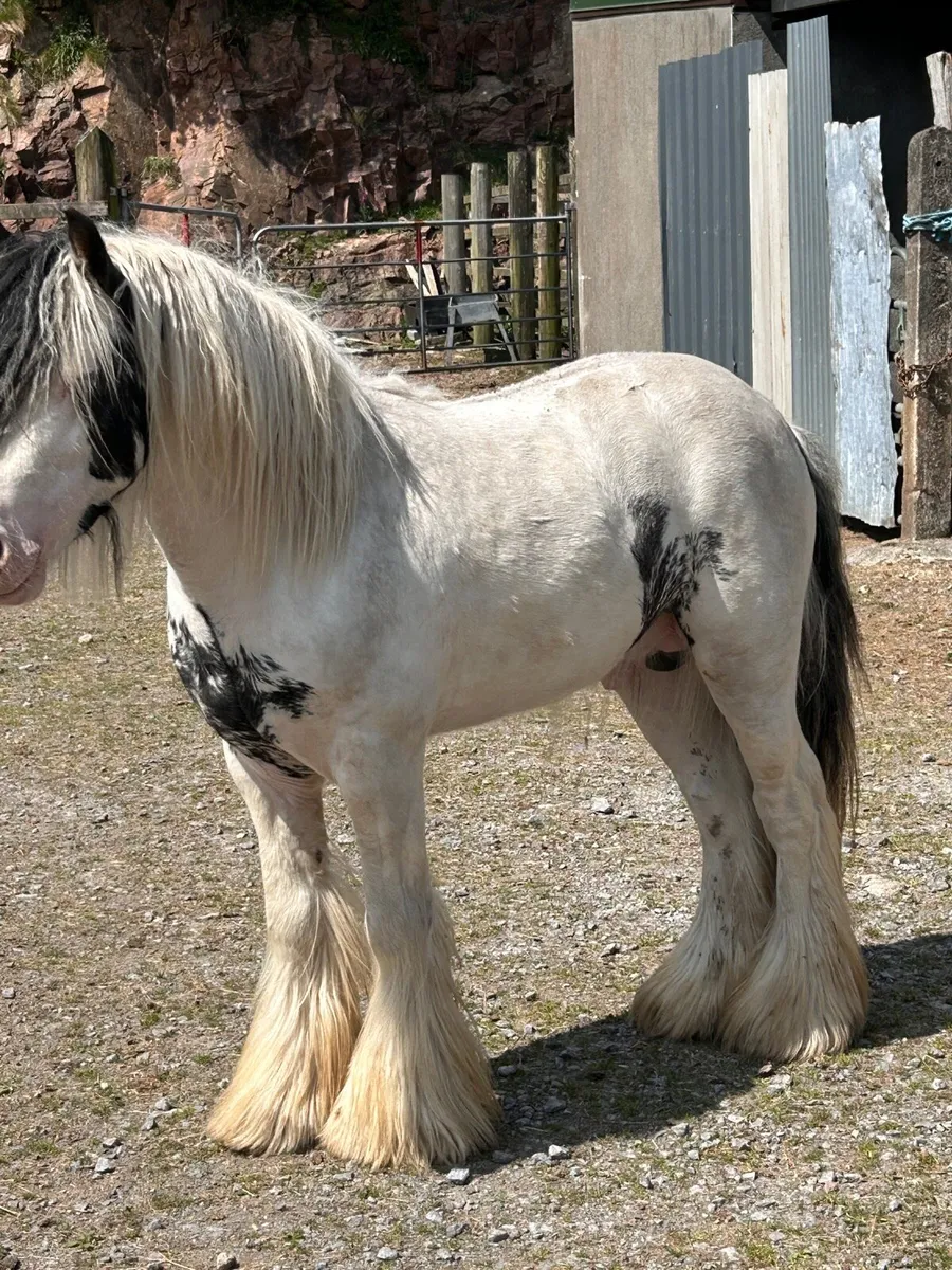 English bread pony - Image 1