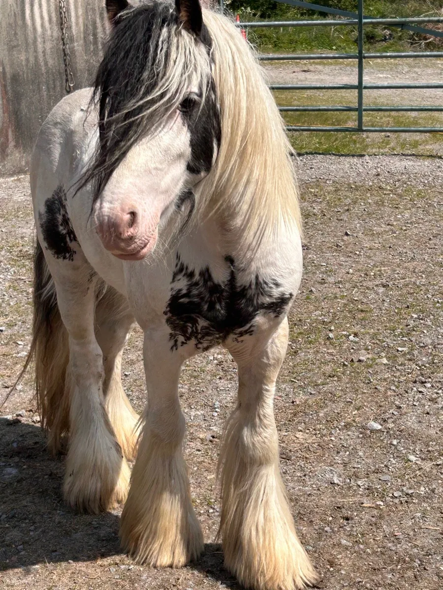 English bread pony - Image 2