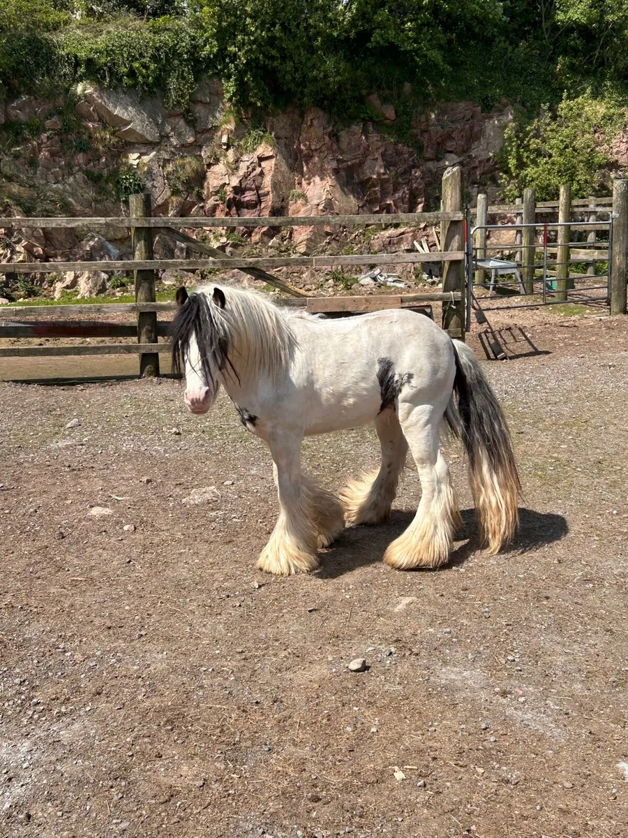 English bread pony - Image 3