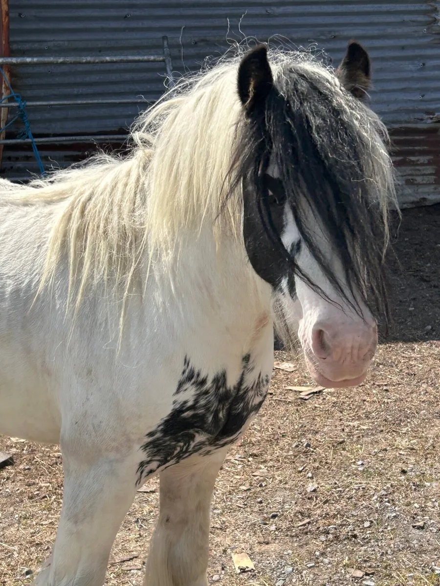 English bread pony - Image 4