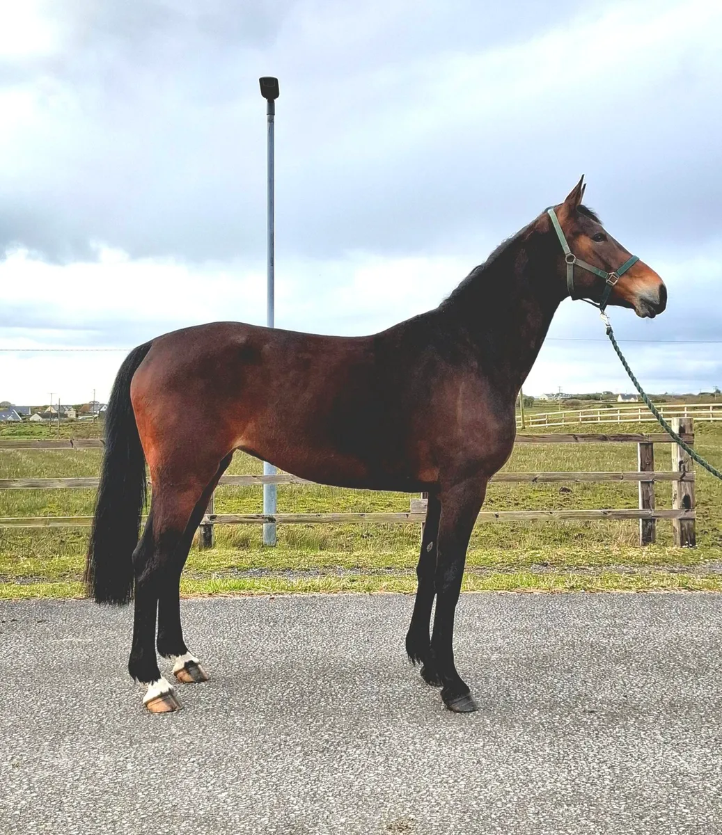 5yr old Broodmare by Carrera VDL - Image 1