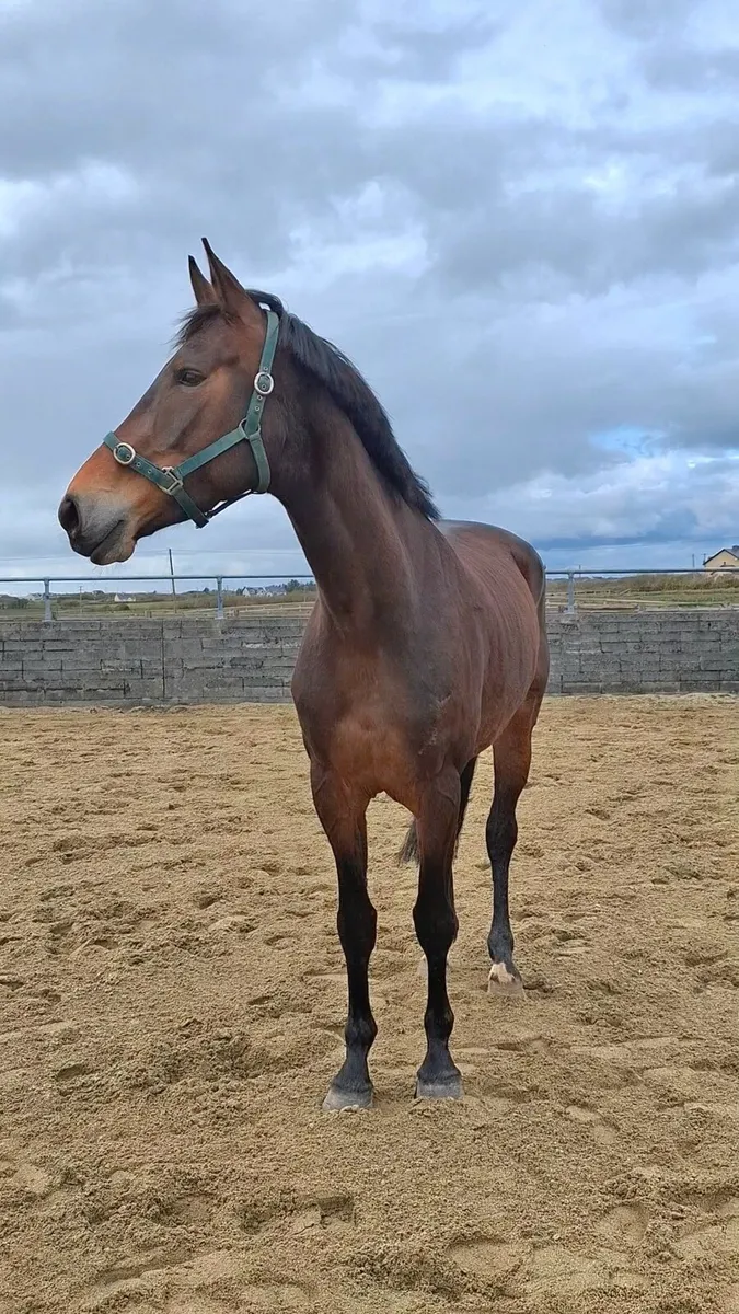 5yr old Broodmare by Carrera VDL - Image 2