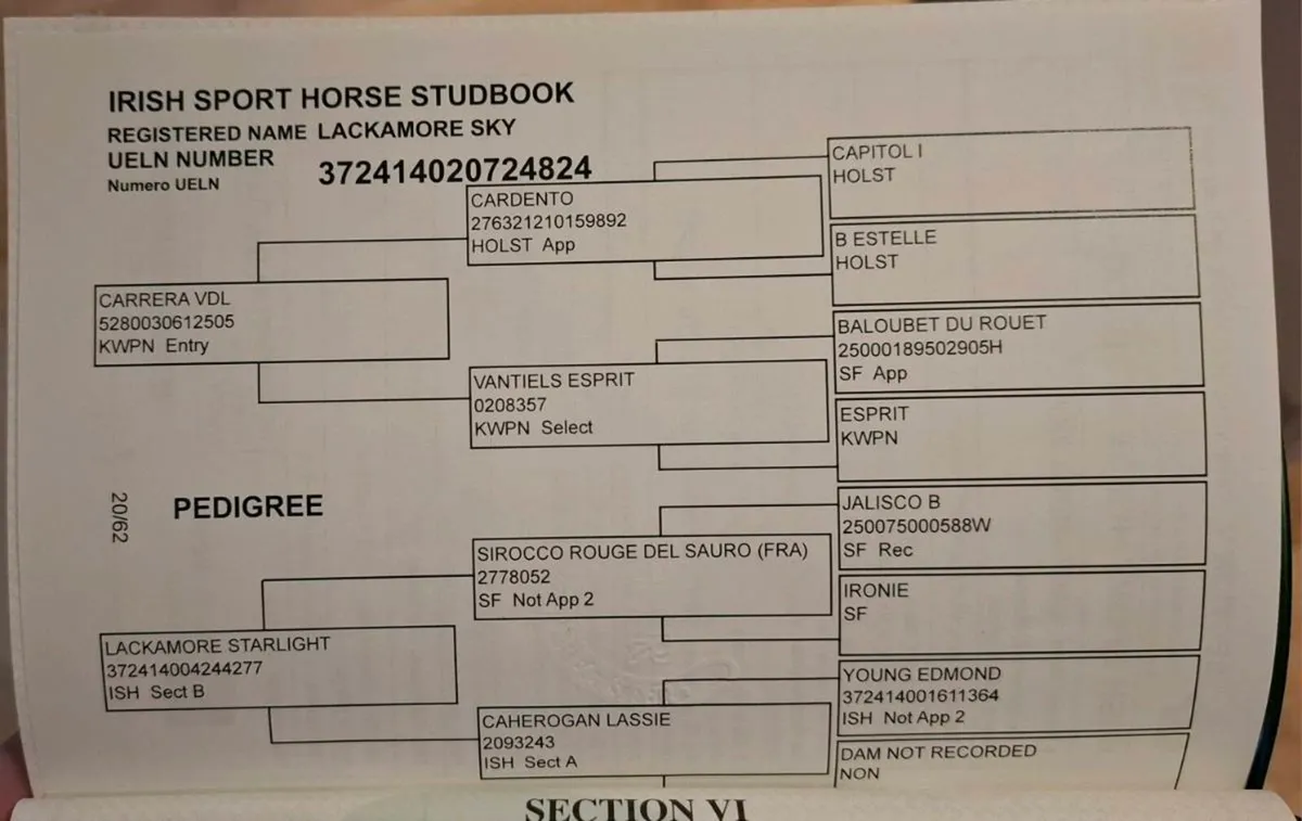 5yr old Broodmare by Carrera VDL - Image 3