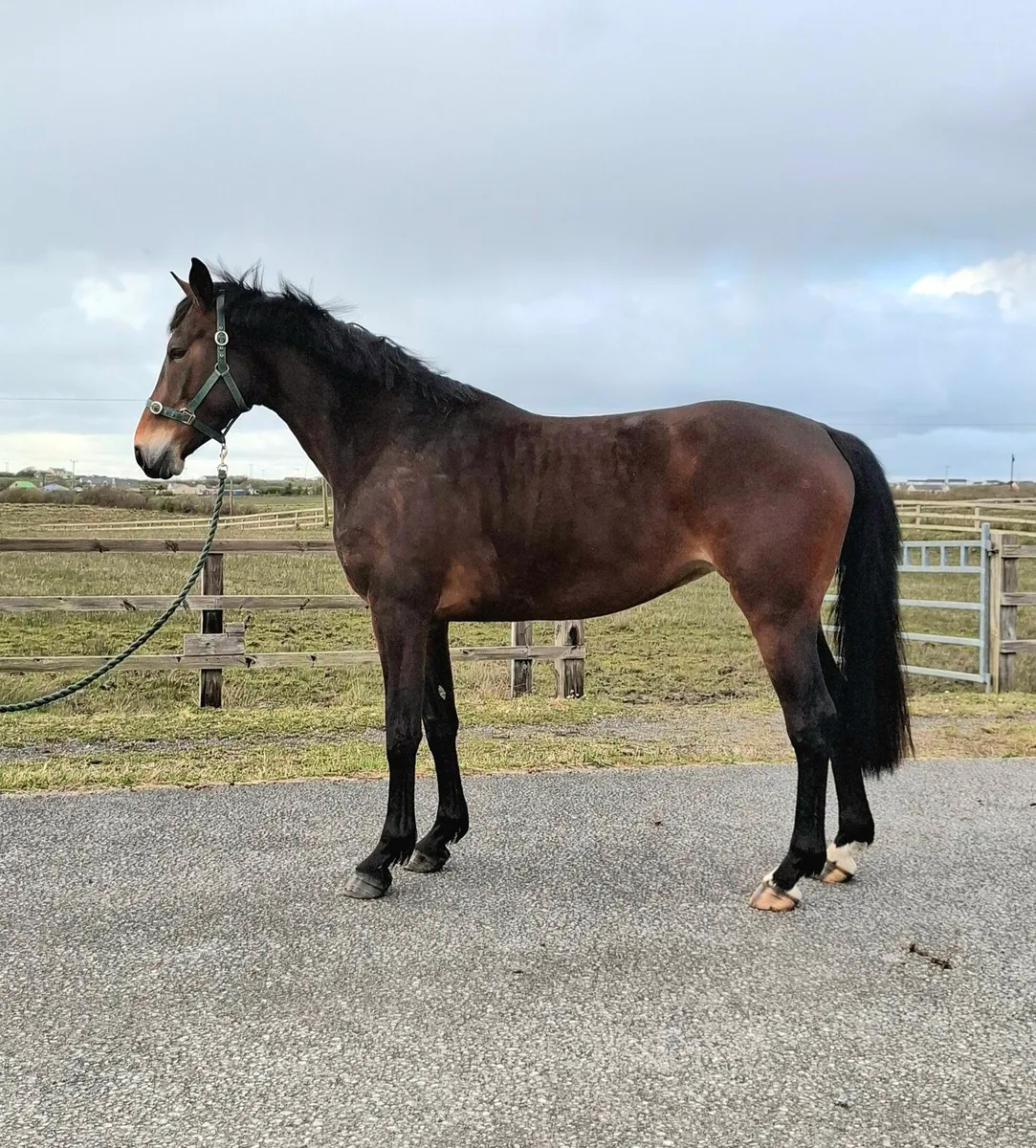 5yr old Broodmare by Carrera VDL - Image 4