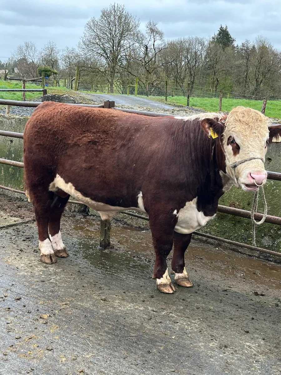 18 month old Hereford bull - Image 1
