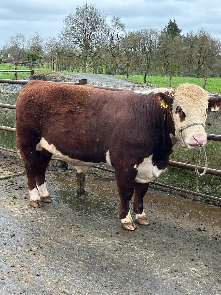 18 month old Hereford bull - Image 2