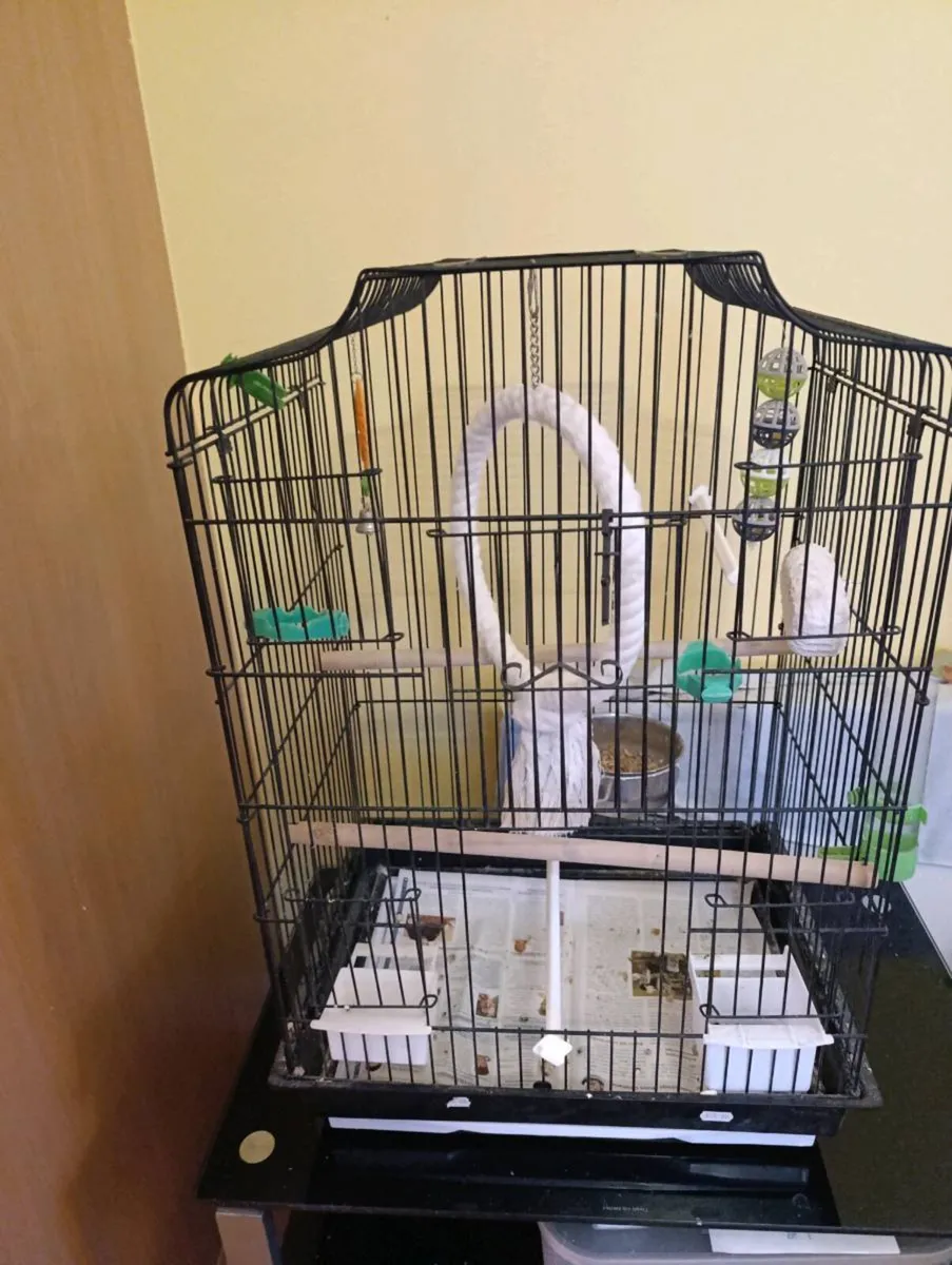 Beautiful Singing 2x cockatiel parrots - Image 2