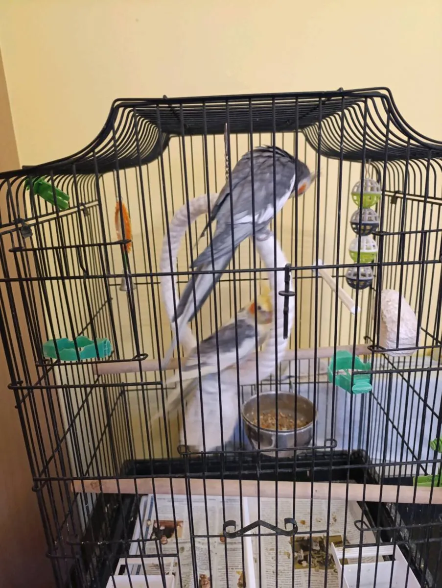 Beautiful Singing 2x cockatiel parrots - Image 3