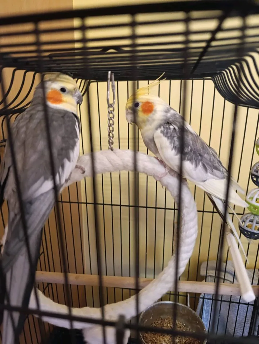 Beautiful Singing 2x cockatiel parrots - Image 4
