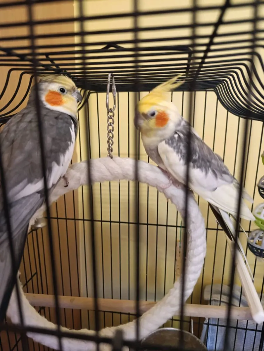 Beautiful Singing 2x cockatiel parrots - Image 1