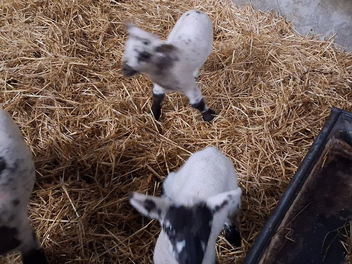 Foster/Pet lambs - Image 3