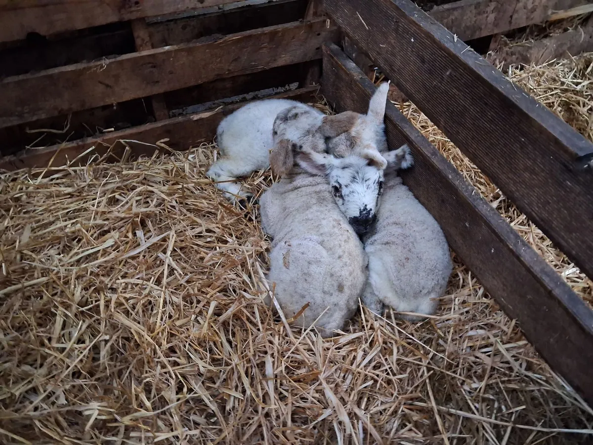 Foster/Pet lambs - Image 4