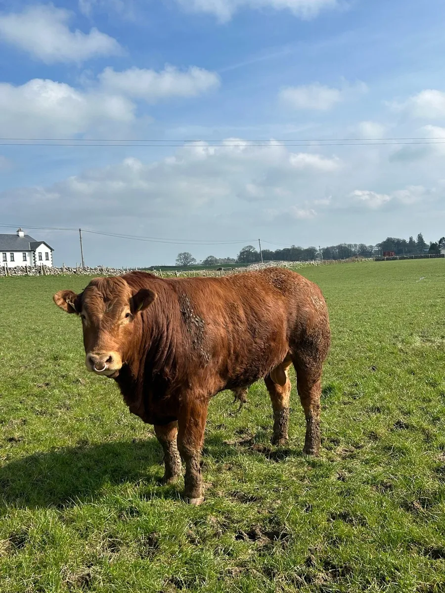 Limousin Bull - Image 2