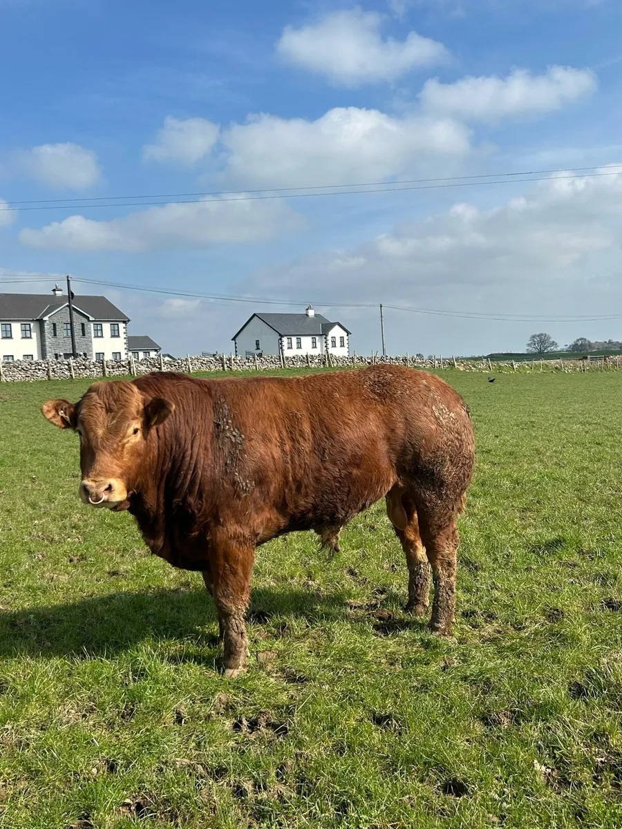 Limousin Bull - Image 3