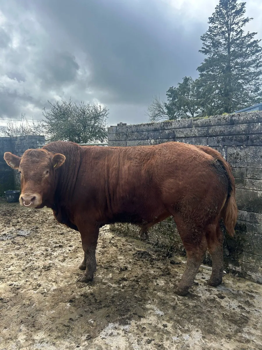Limousin Bull - Image 4