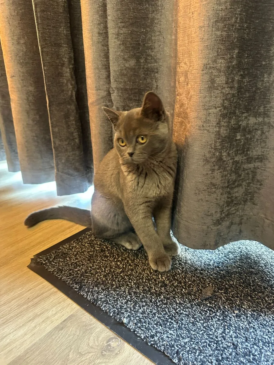 British Shorthair - Image 1