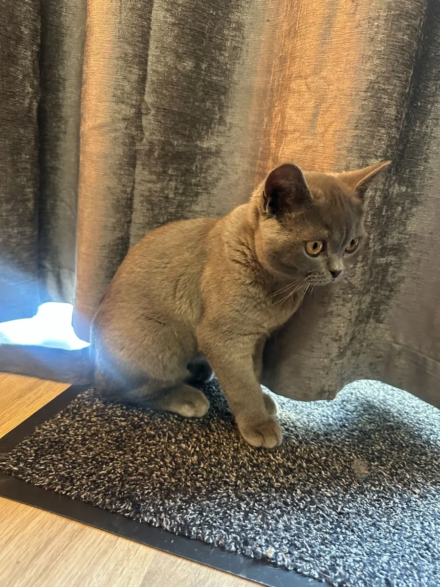 British Shorthair - Image 2