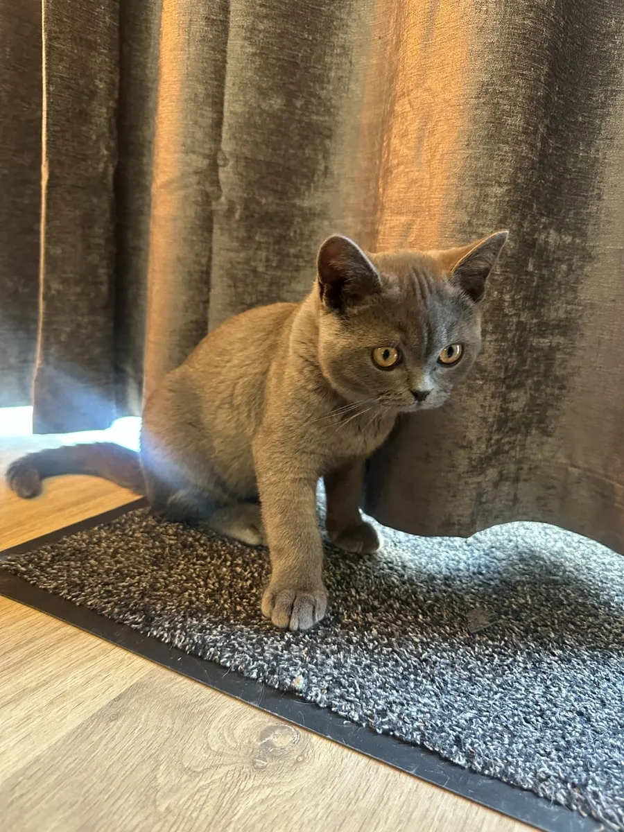 British Shorthair - Image 3