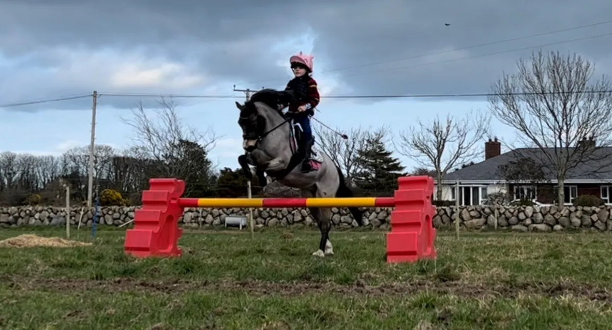 11.2hh pony - Image 4