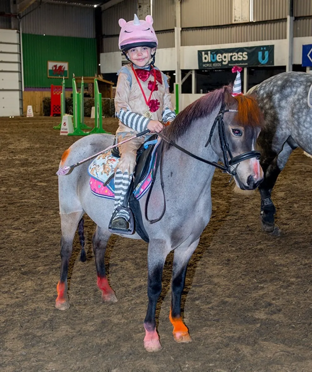 11.2hh pony - Image 2