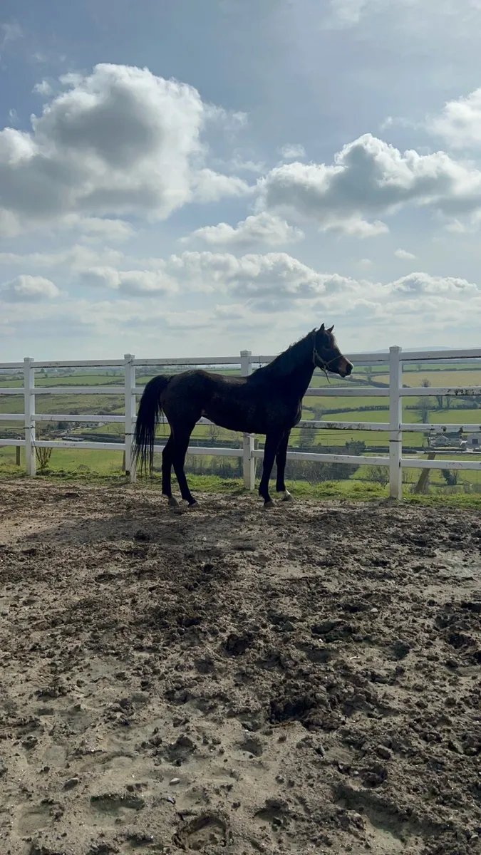 8 year old thoroughbred mare - Image 1