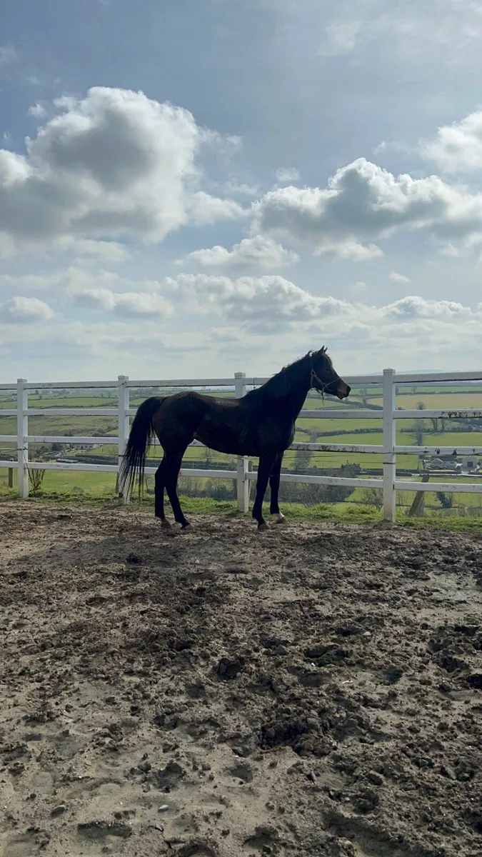 8 year old thoroughbred mare - Image 3
