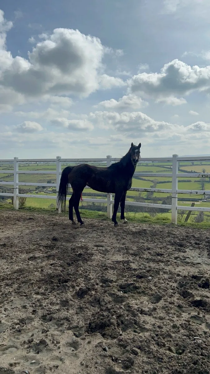 8 year old thoroughbred mare - Image 4