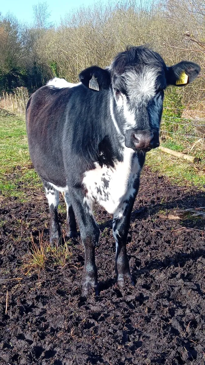 Speckled Park Heifer - Image 1