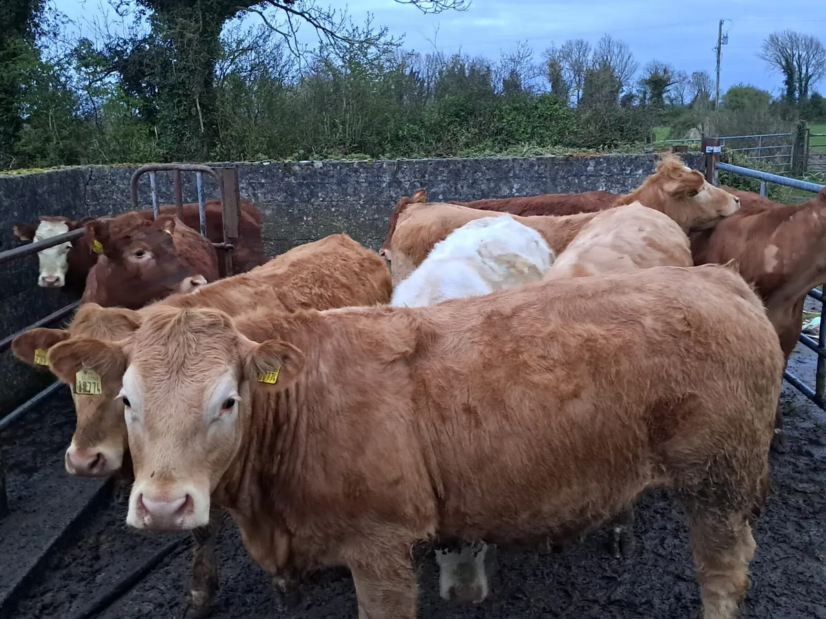 Charolais Heifers - Image 1