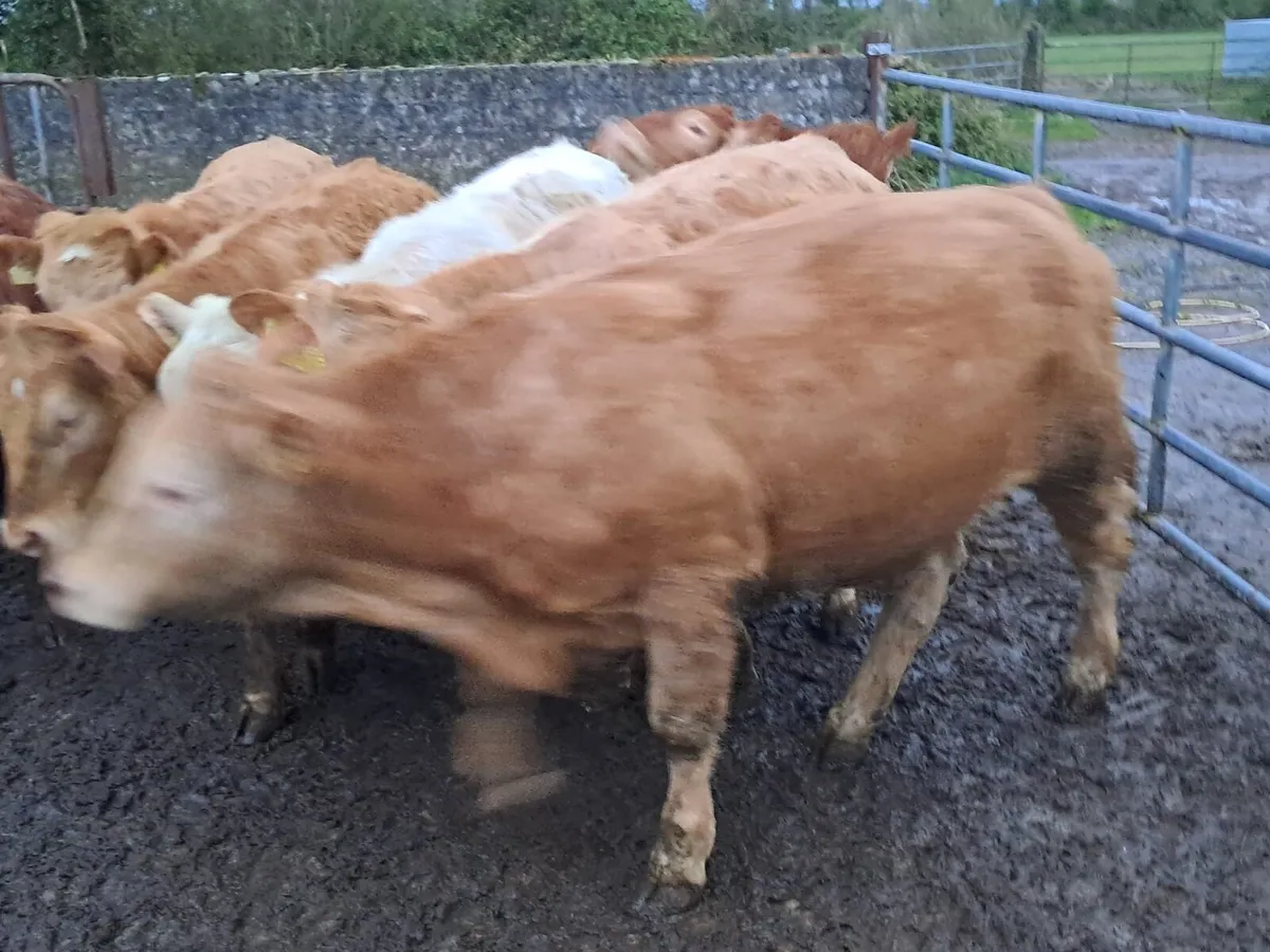 Charolais Heifers - Image 2
