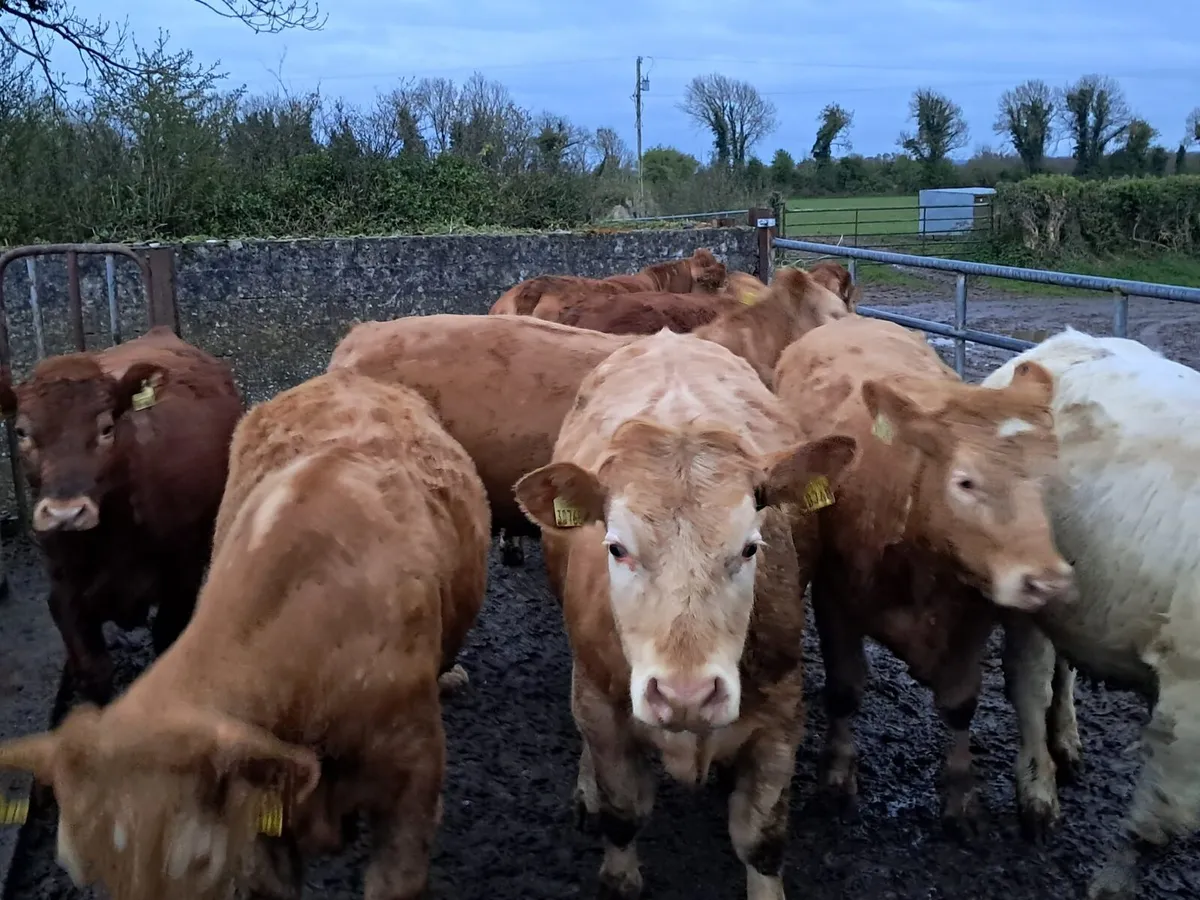 Charolais Heifers - Image 3