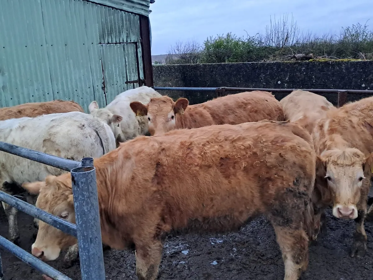 Charolais Heifers - Image 4