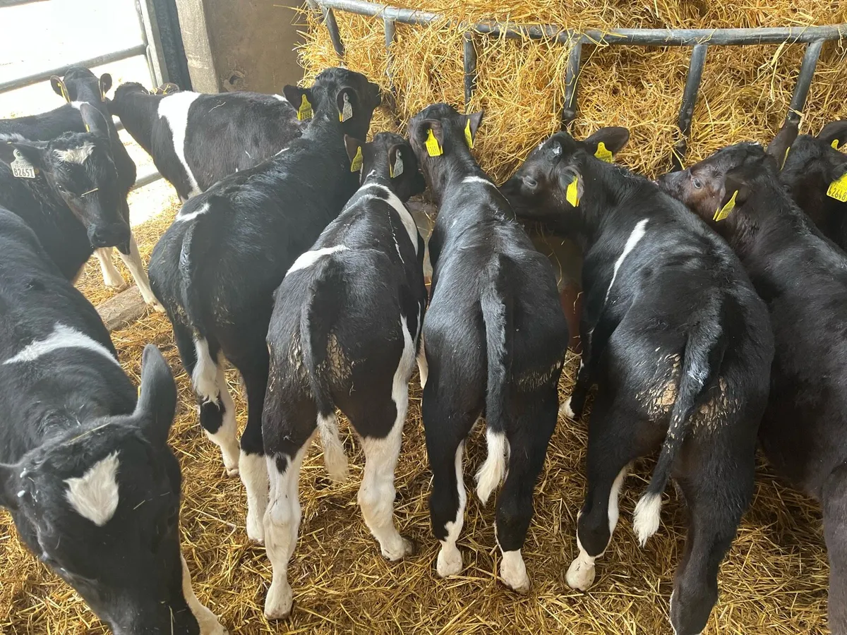 Strong Friesian Bull Calves *Ballinakill Mart - Image 3