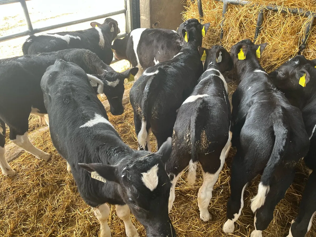 Strong Friesian Bull Calves *Ballinakill Mart - Image 4