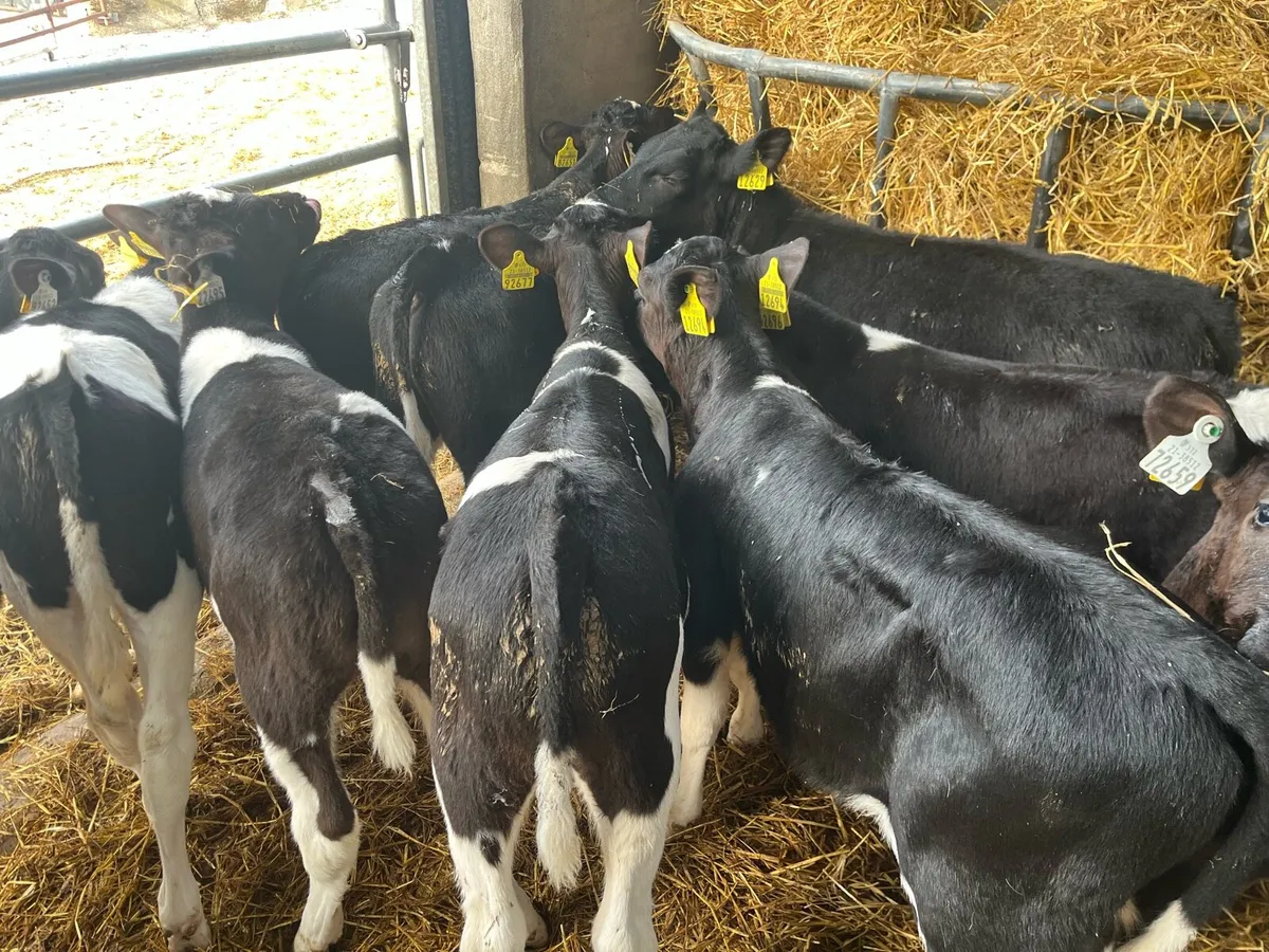 Strong Friesian Bull Calves *Ballinakill Mart - Image 1