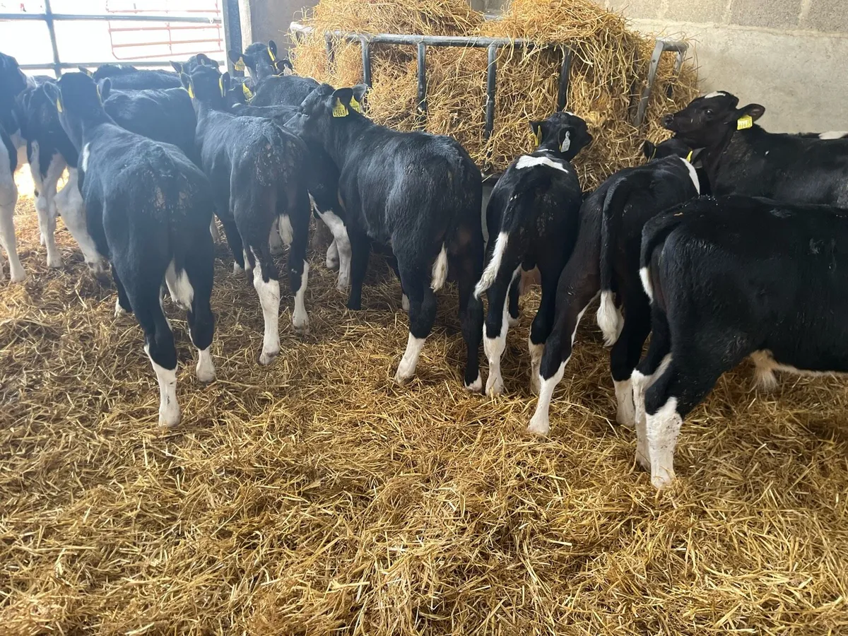 Strong Friesian Bull Calves *Ballinakill Mart - Image 2