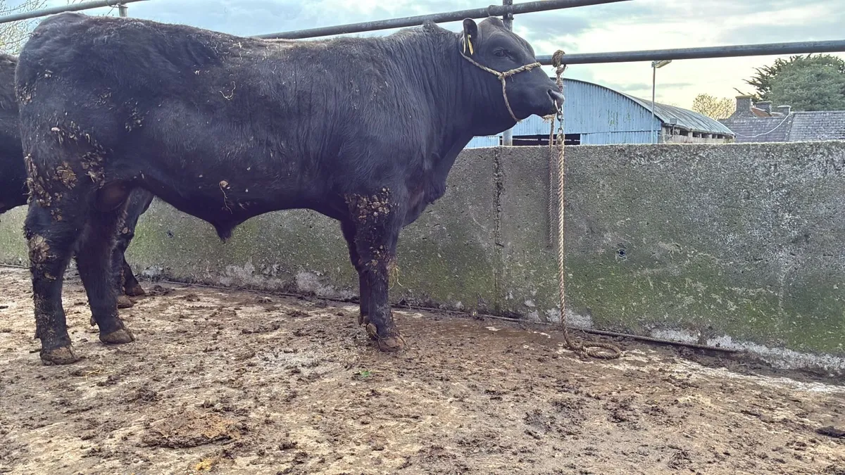 Angus Bulls - Image 1