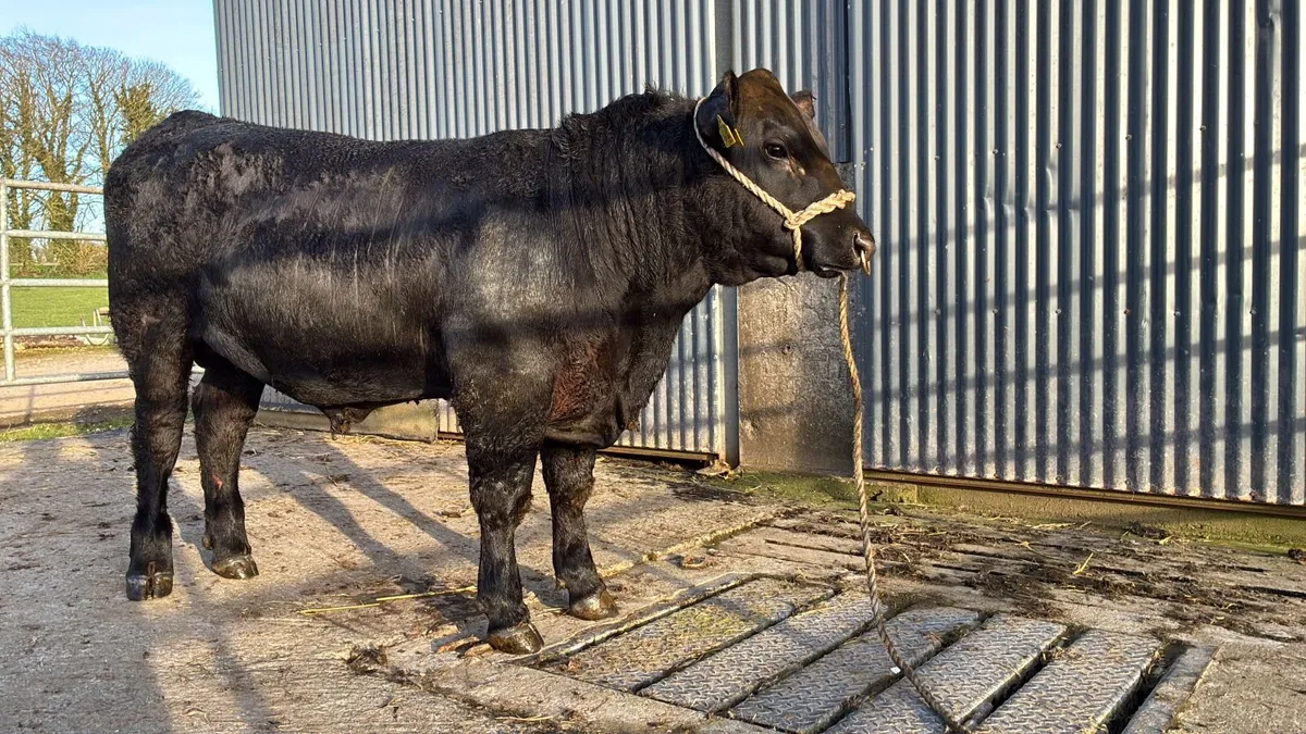 Angus Bulls - Image 2