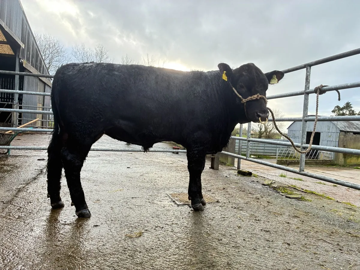 Angus Bulls - Image 3