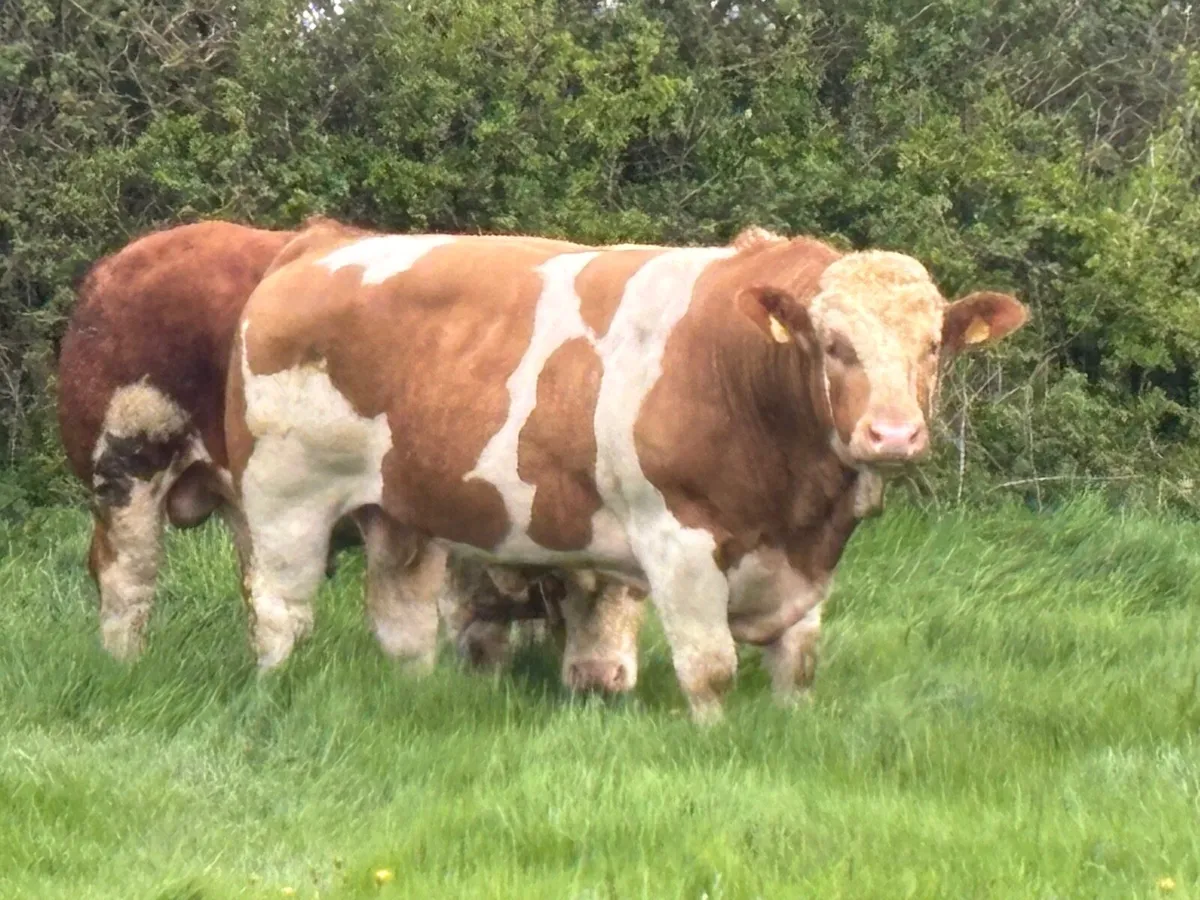Simmental bulls - Image 1
