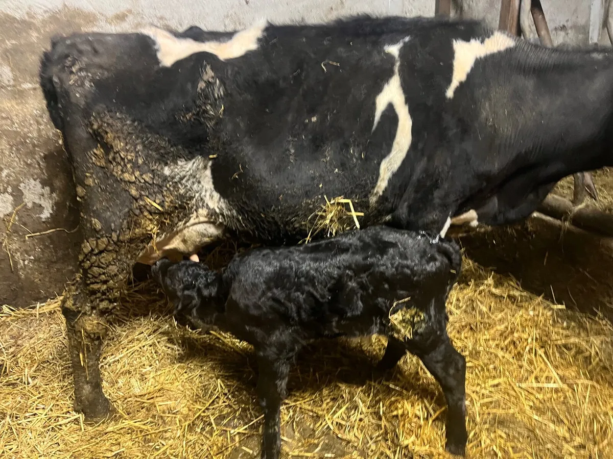 Cow Calved 2 Days Good Angus Bull Calf At Foot - Image 1